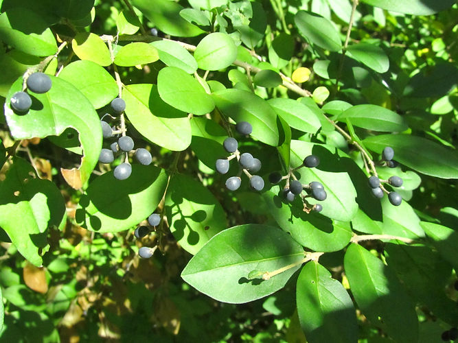 IMG_2203 (Populus tremuloides).jpg