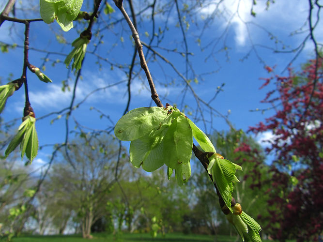 IMG_2203 (Populus tremuloides).jpg