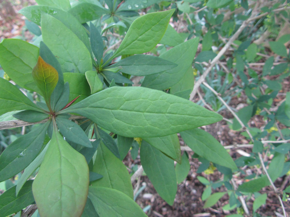 Berberis virgetorum