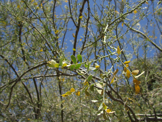 IMG_2203 (Populus tremuloides).jpg