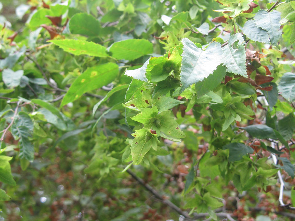 Carpinus caroliniana