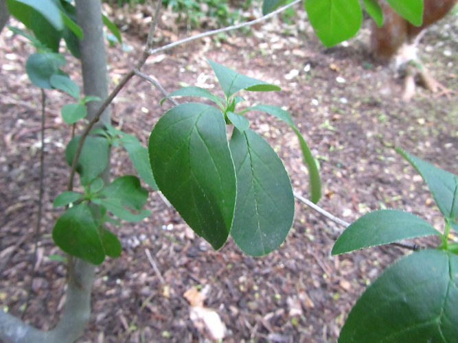 IMG_2203 (Populus tremuloides).jpg
