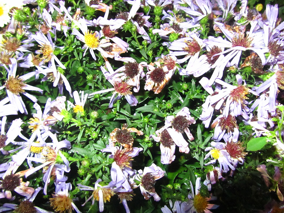 Symphyotrichum dumosum