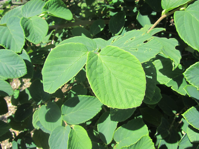 IMG_2203 (Populus tremuloides).jpg