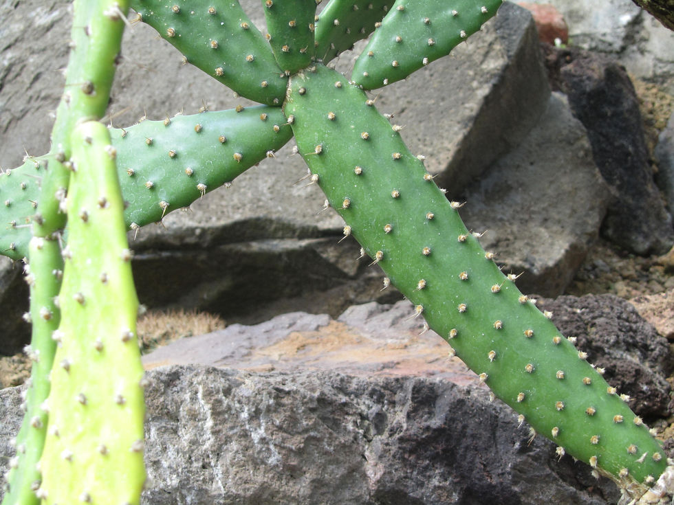 Brasiliopuntia schickendantzii