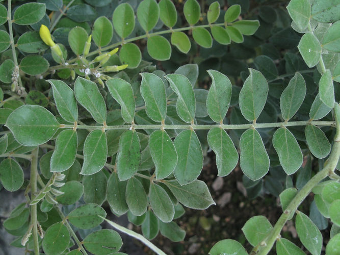 IMG_2203 (Populus tremuloides).jpg