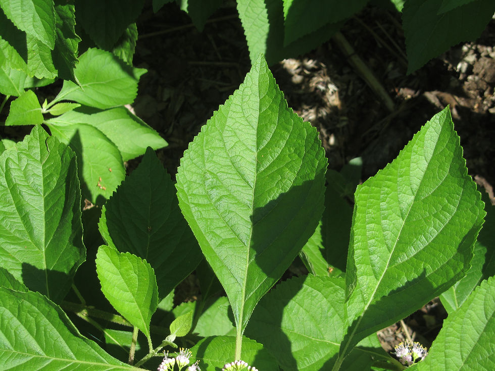 Callicarpa americana