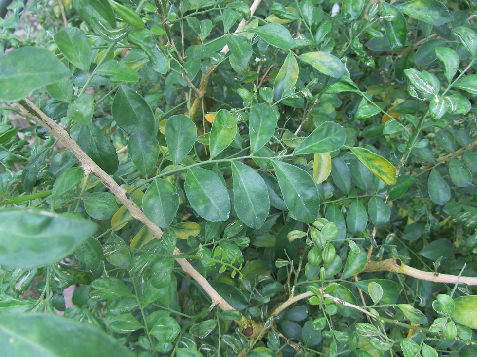 Murraya paniculata