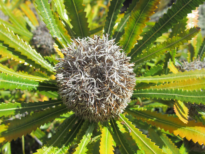 IMG_2203 (Populus tremuloides).jpg