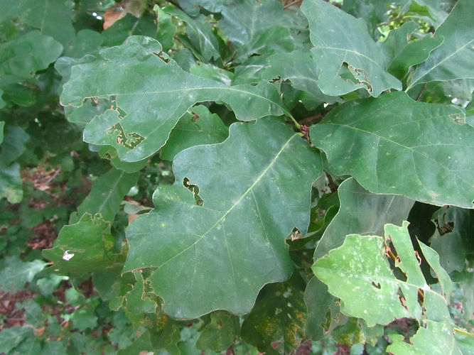 IMG_2203 (Populus tremuloides).jpg