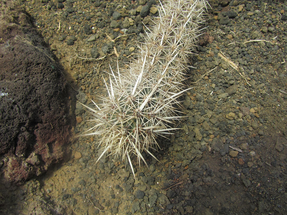 Stenocereus eruca