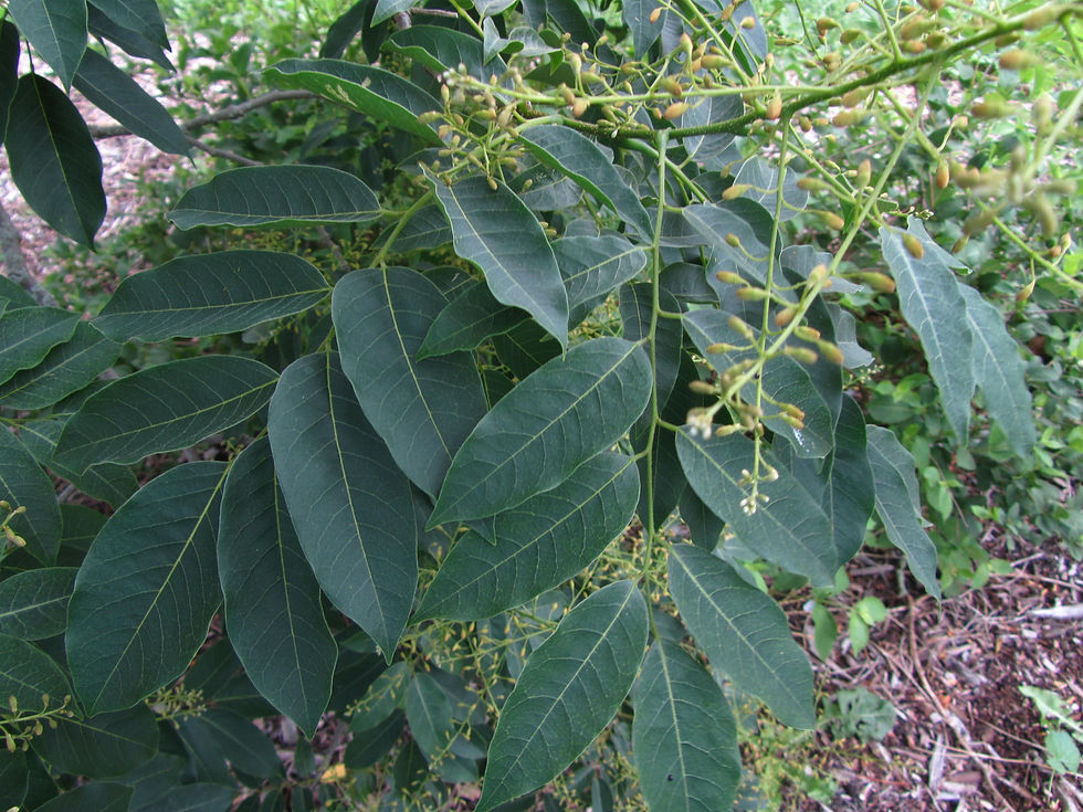 Platyosprion platycarpum