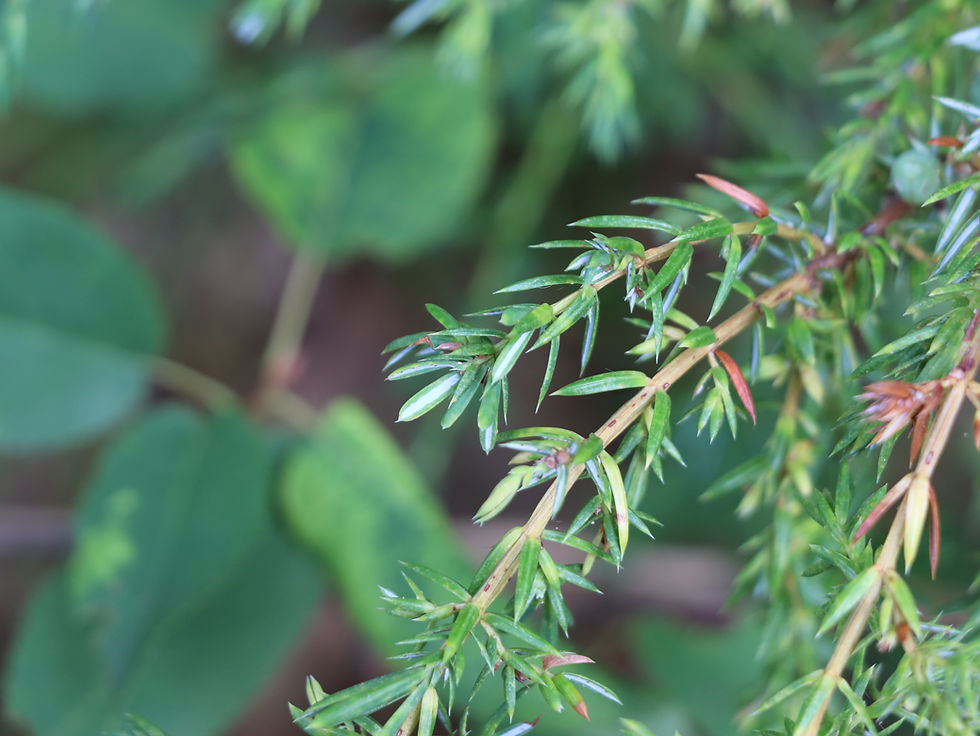Juniperus communis var. depressus