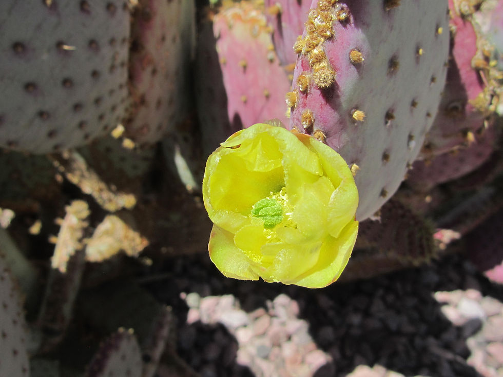 Opuntia santa-rita