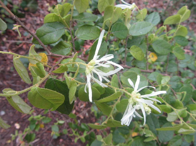 IMG_2203 (Populus tremuloides).jpg