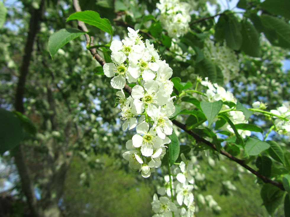 Prunus padus