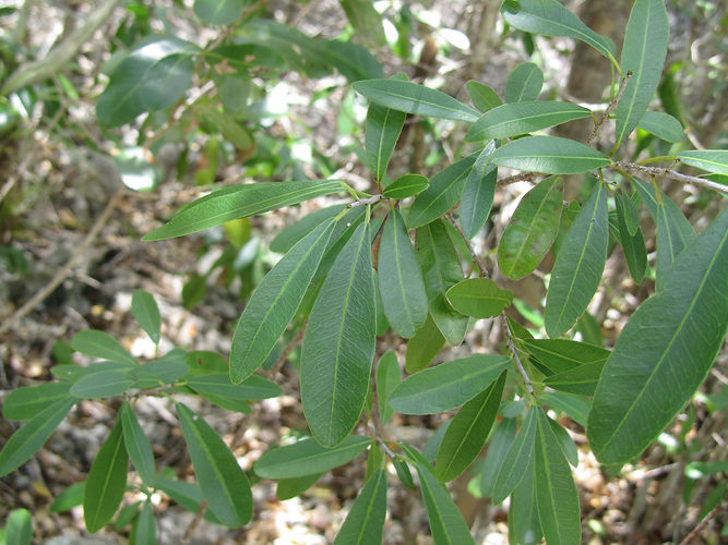 IMG_2203 (Populus tremuloides).jpg