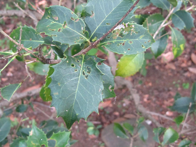 IMG_2203 (Populus tremuloides).jpg