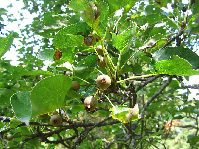 IMG_2203 (Populus tremuloides).jpg