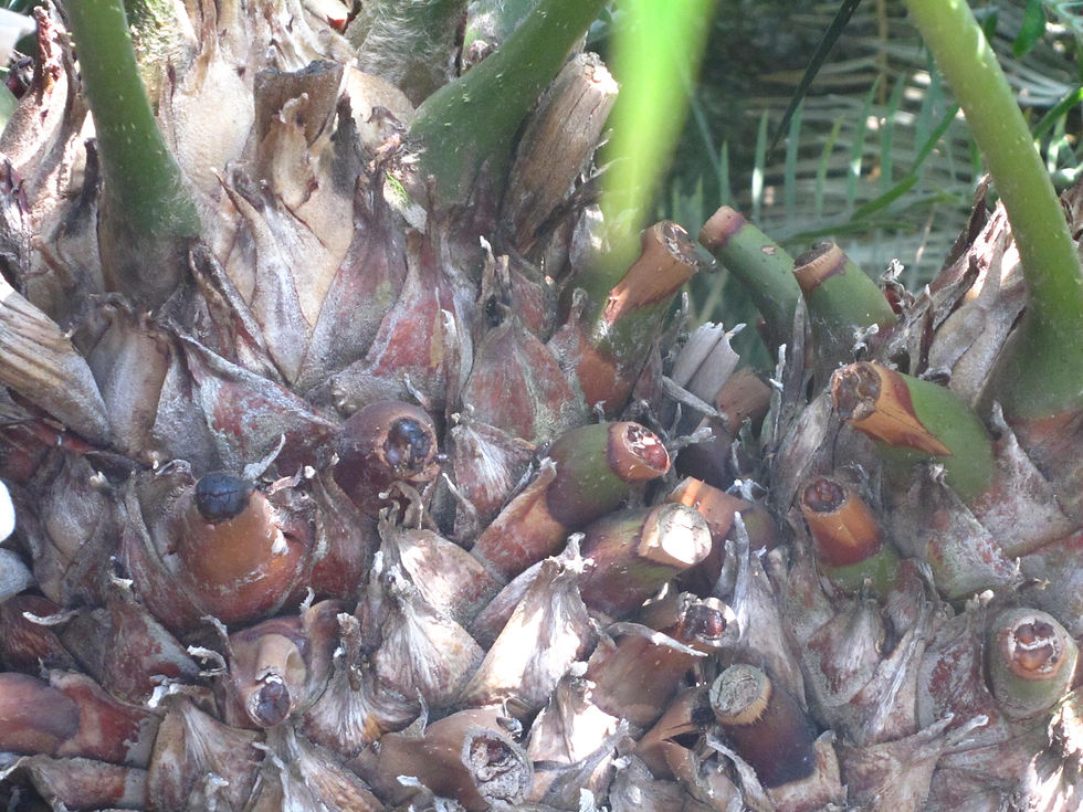 Ceratozamia mexicana