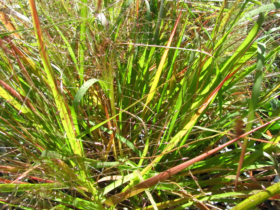 Eragrostis spectabilis