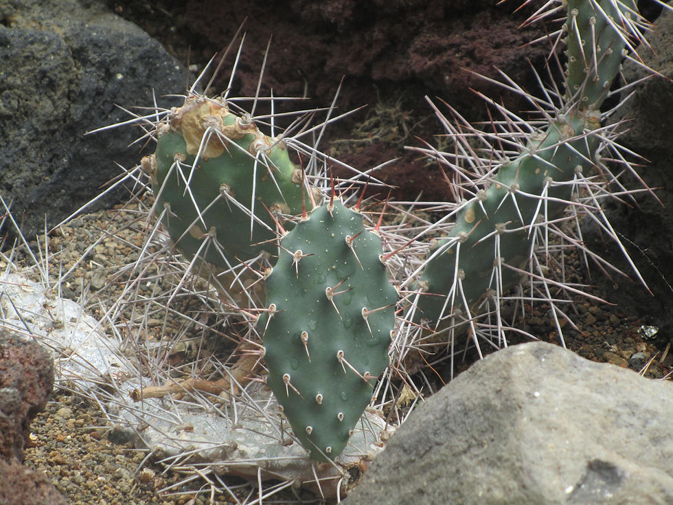 Opuntia sulphurea