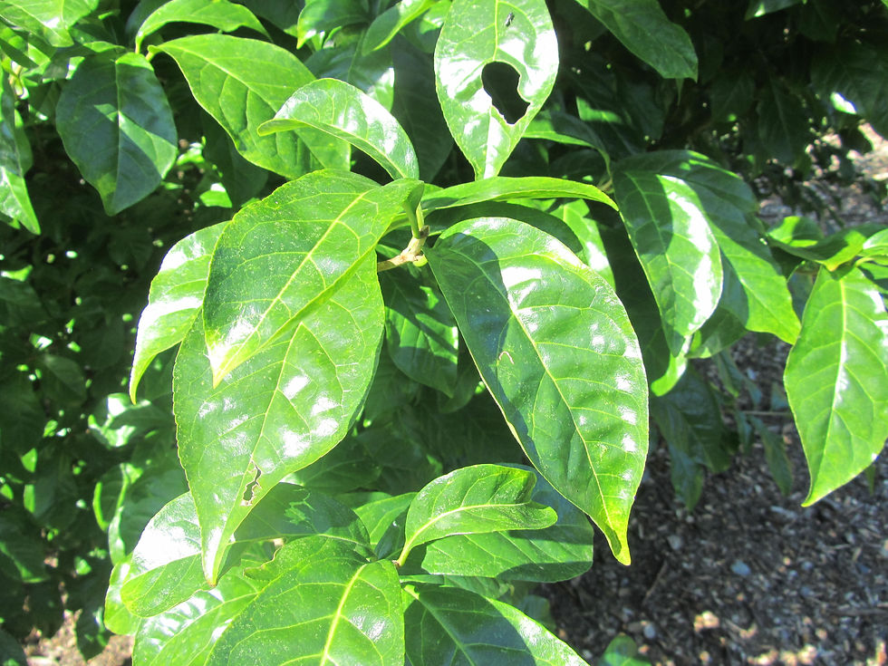 Orixa japonica
