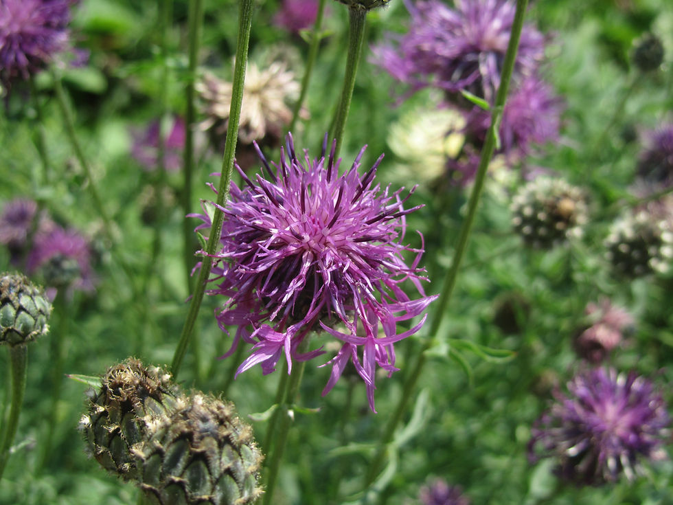 Centaurea scabiosa