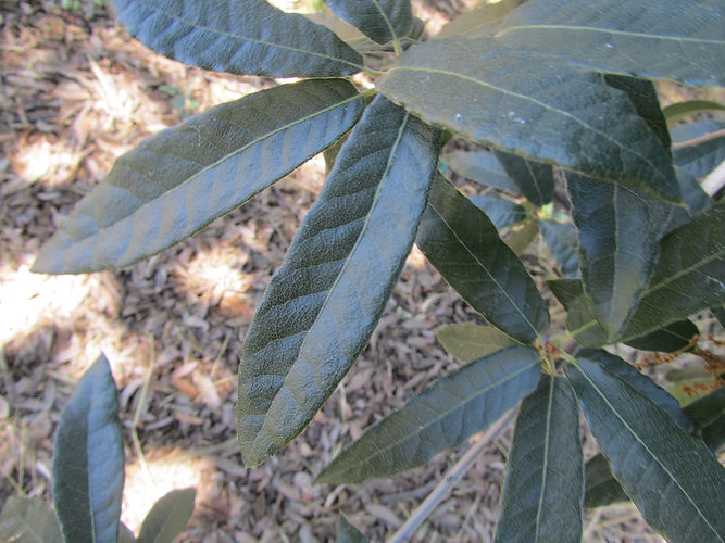 IMG_2203 (Populus tremuloides).jpg