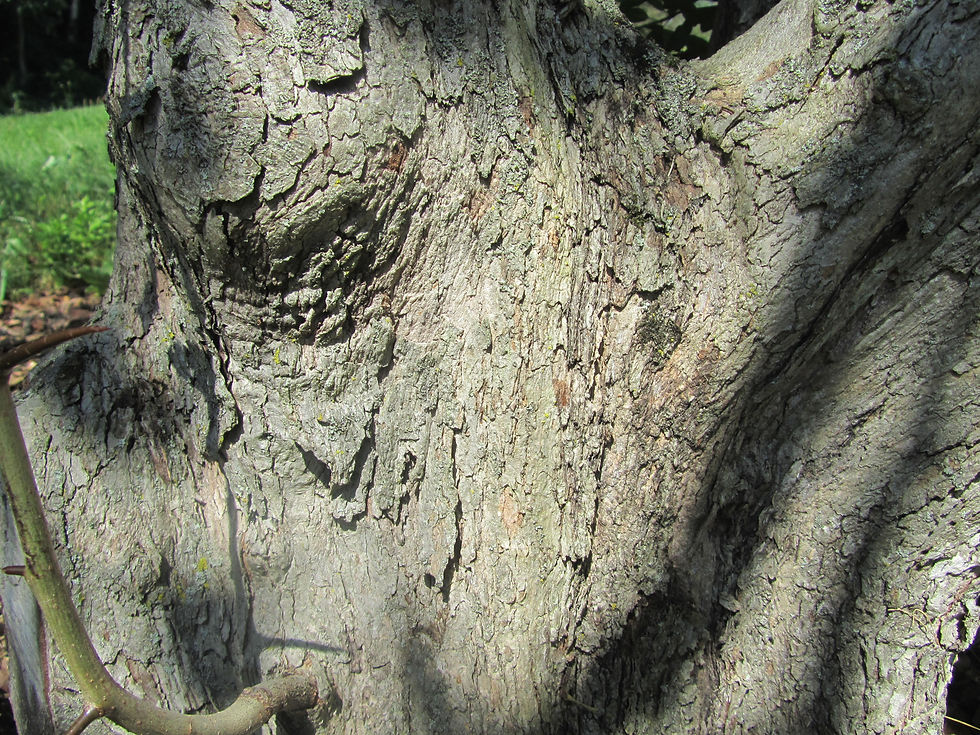 Crataegus scabrida