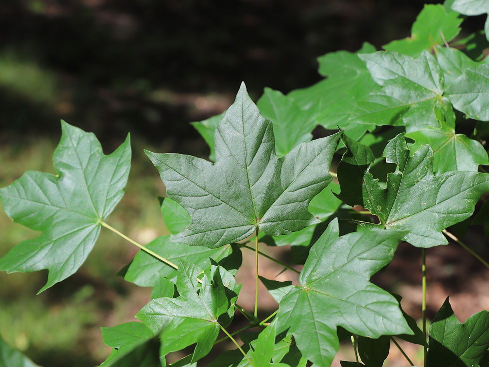 Acer x zoeschense