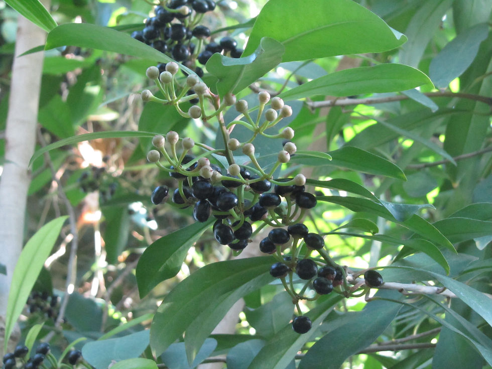 Ardisia elliptica