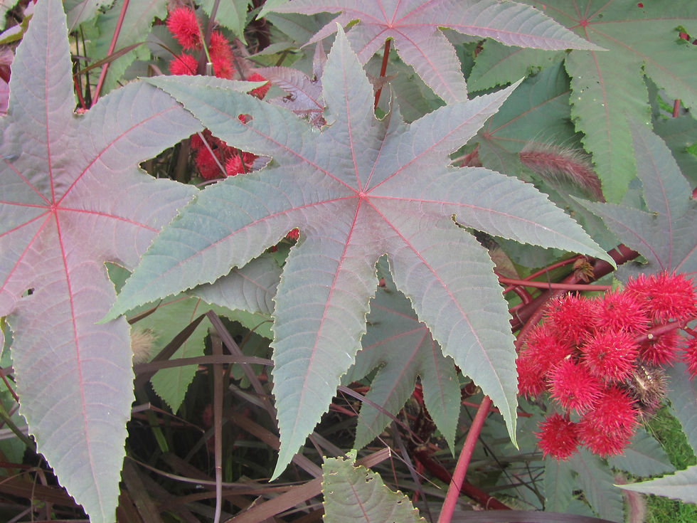 Ricinus communis