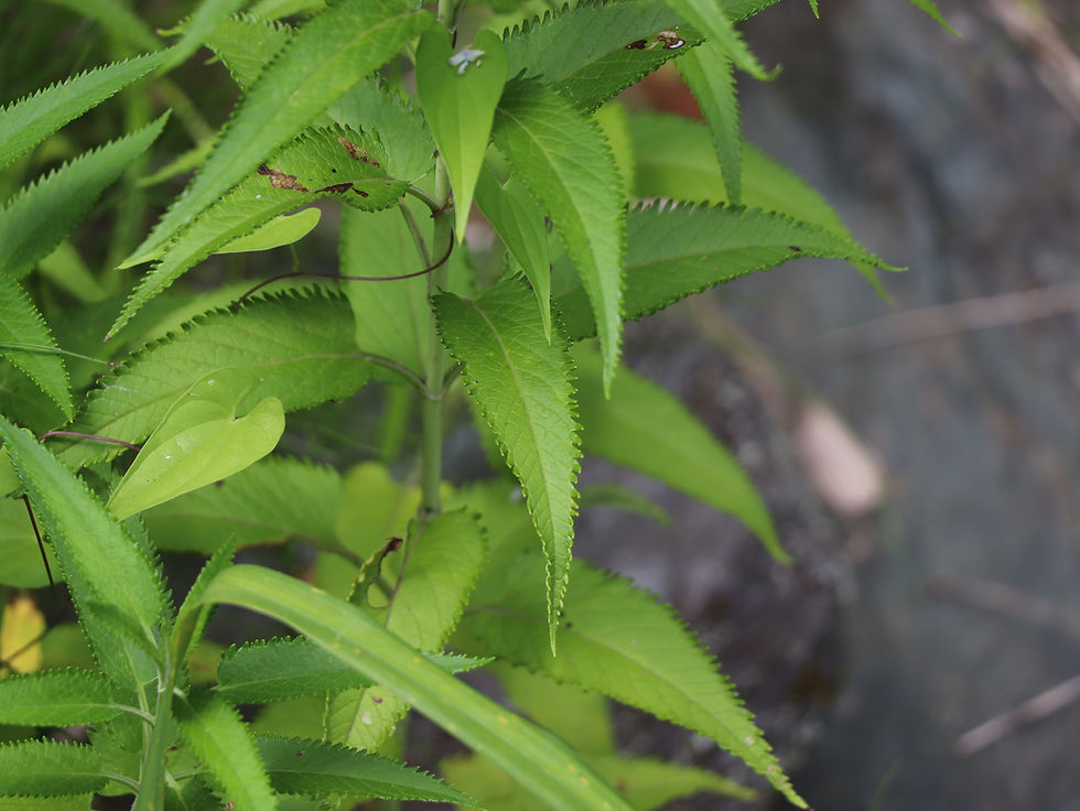 Veronica ovata ssp. maritima