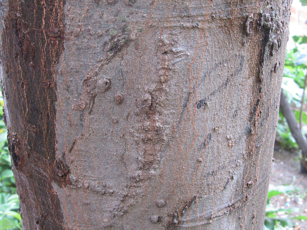 Celtis australis