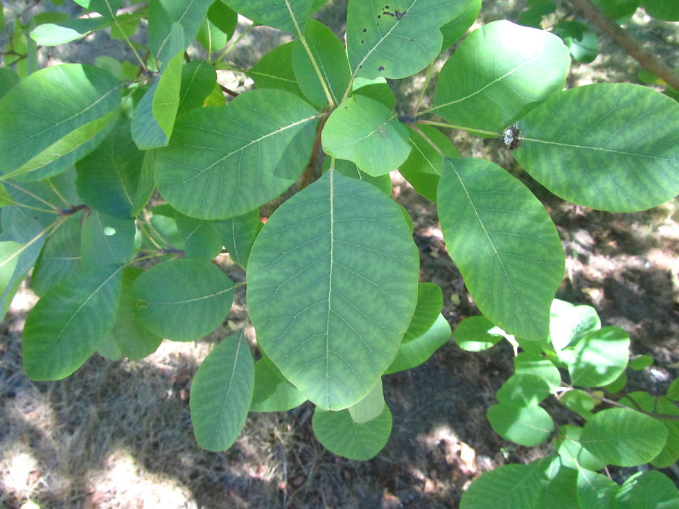 Cotinus obovatus