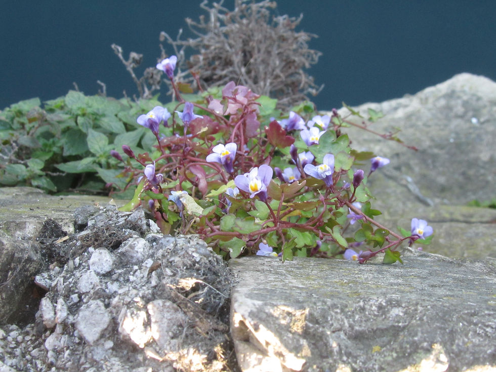 Cymbalaria muralis
