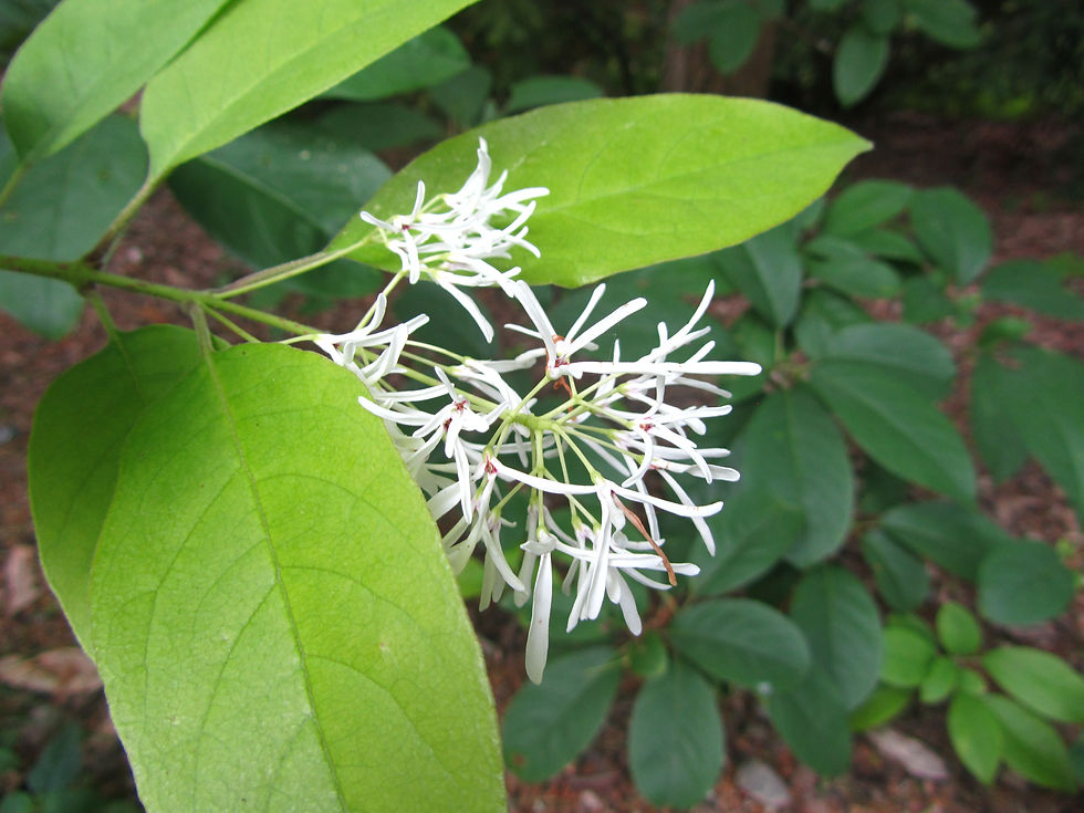 Chionanthus retusus