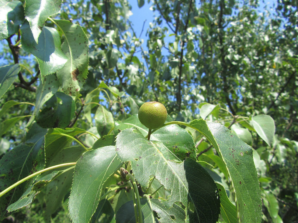 Pyrus bretschneideri