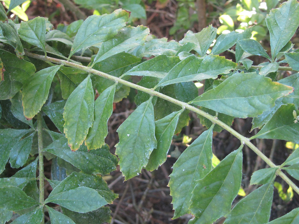 Duranta erecta