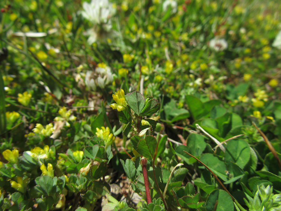 Trifolium dubium
