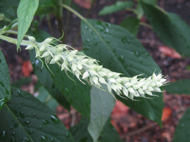 IMG_2203 (Populus tremuloides).jpg