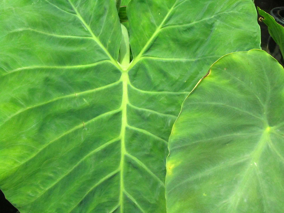 Leucocasia gigantea
