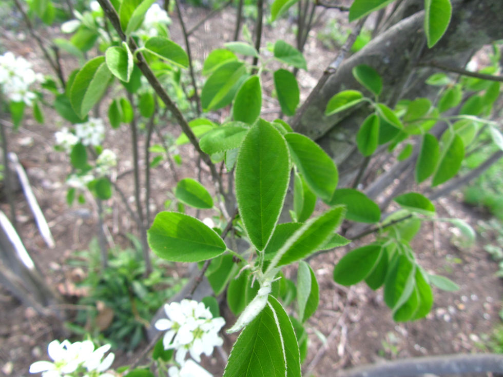 Amelanchier interior