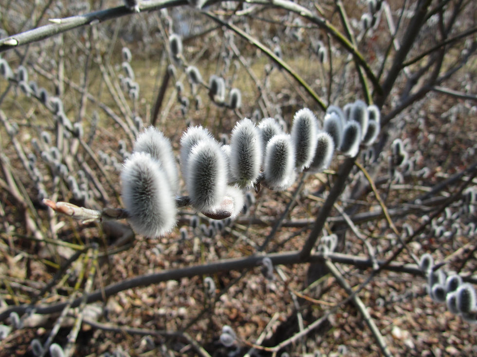 Salix gracilistyla