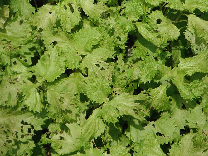 IMG_2203 (Populus tremuloides).jpg