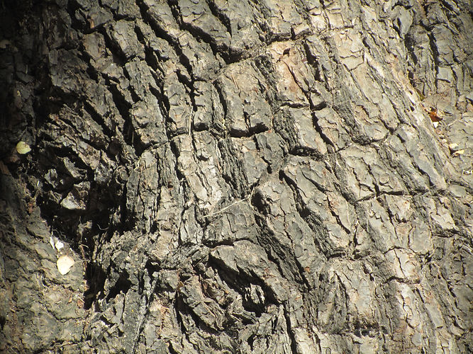 IMG_2203 (Populus tremuloides).jpg