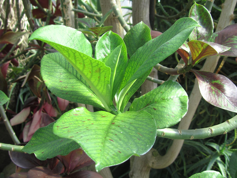 Euphorbia umbellata