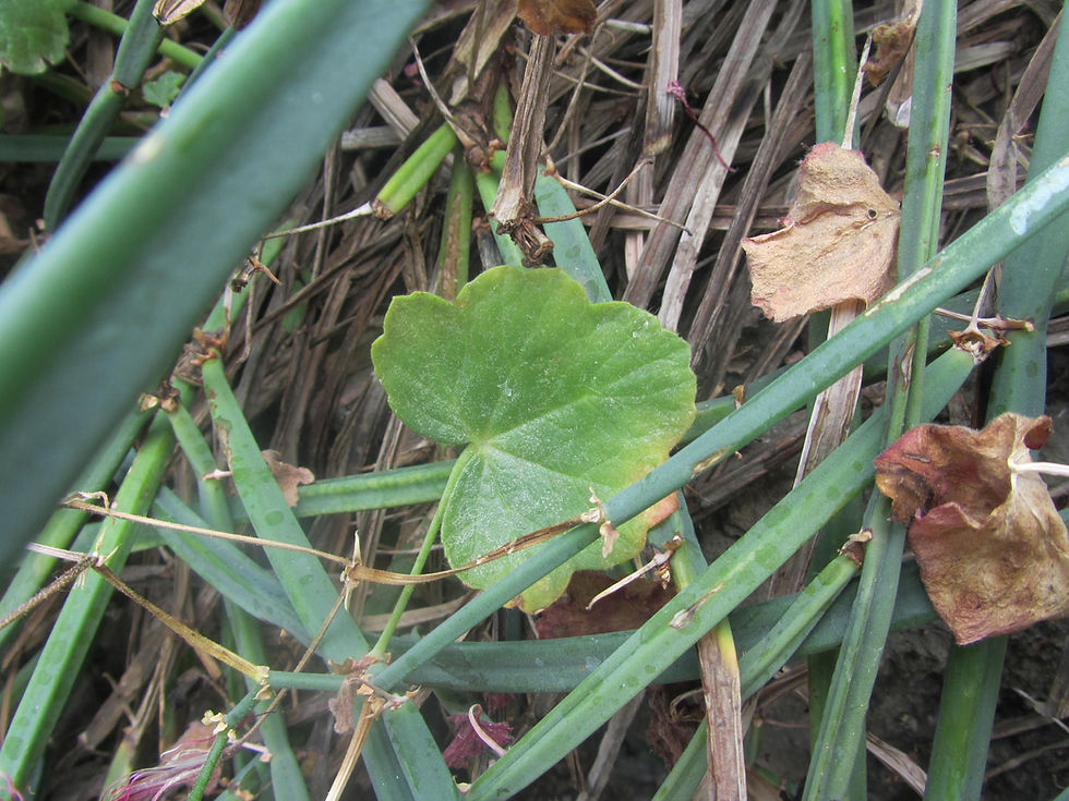 Pelargonium tetragonum