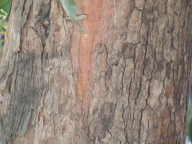IMG_2203 (Populus tremuloides).jpg
